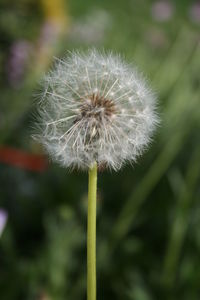 Close-up of dandelion blooming outdoors