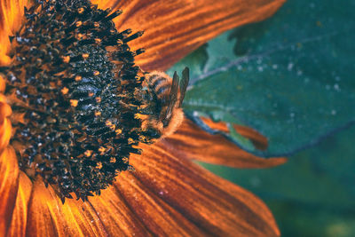 Close-up of bee on flower