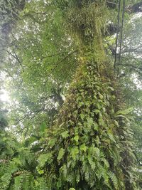 Low angle view of bamboo trees in forest