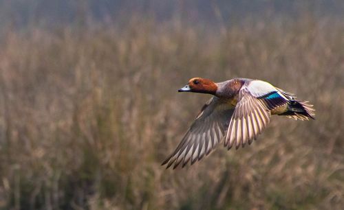 Bird flying over a field