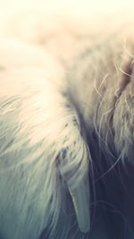 Close-up of dog