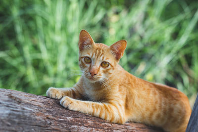 Portrait of tabby cat resting on wood