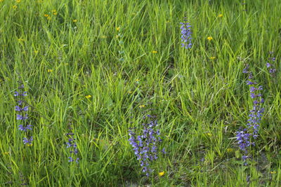 Flowers growing in field