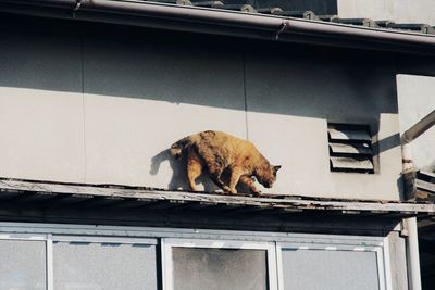 Dog in a building