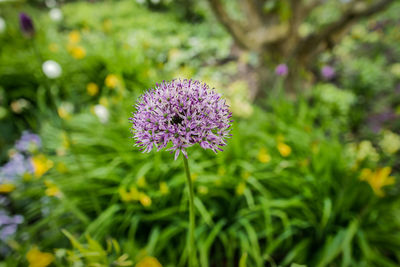 Close-up of pink flowering plant on field