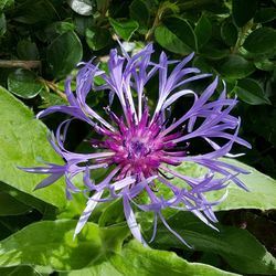 Close-up of purple flowers