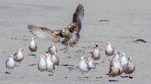 Close-up of seagulls on the beach