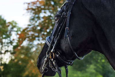 Low section of woman riding horse on field