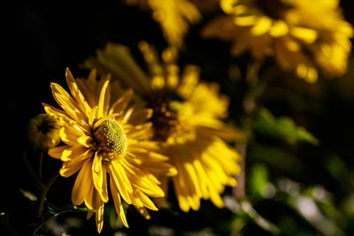 Close-up of yellow flowering plant