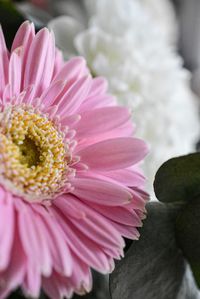 Close-up of pink flower