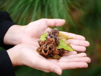 Cropped hands holding seeds