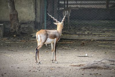 Deer standing in a zoo