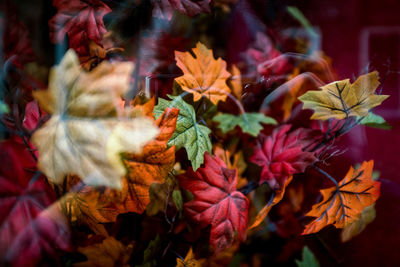 Close-up of maple leaves on plant during autumn