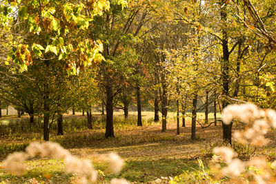 Trees on landscape during autumn