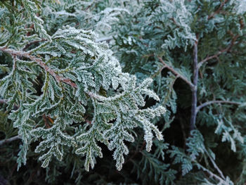 Close-up of frost covered leaves during winter 