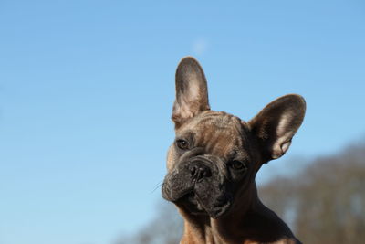 Close-up portrait of dog against clear blue sky