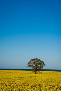 Scenic view of rapeseed field against clear blue sky