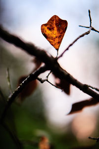 Close-up of autumn leaf against sky