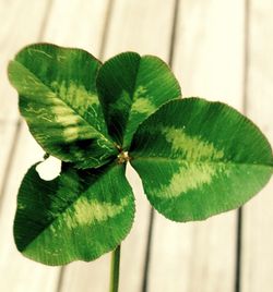 Close-up of green leaves