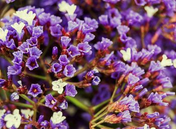 Close-up of purple flowers