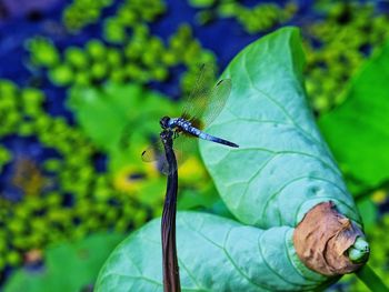 Close-up of insect on plant