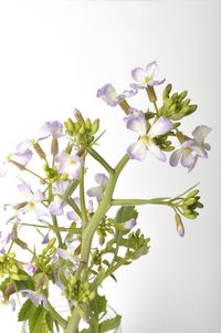 Close-up of flowering plant against white background