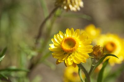 Close-up of yellow flower blooming outdoors