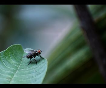 Close-up of fly on leaf