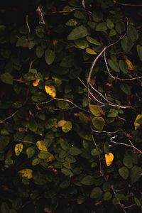 Full frame shot of leaves growing on plant