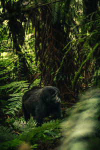 Elephant in forest