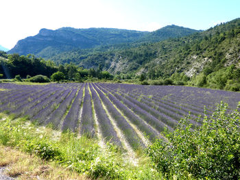 Scenic view of field by mountains against sky