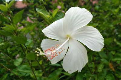 Close-up of white flower blooming outdoors