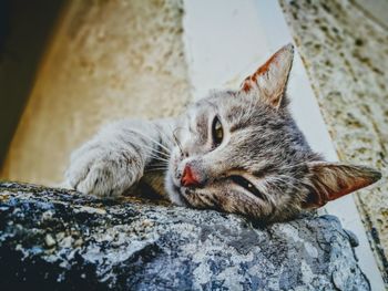 Close-up of a cat resting on rock