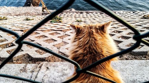 Rear view of dog sitting by chainlink fence at waterfront