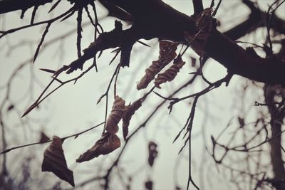 Low angle view of tree against sky