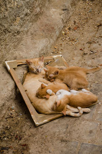 High angle view of kittens with cat on footpath