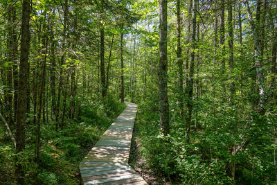 Stream along trees in forest