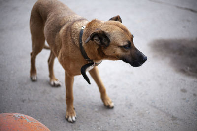 Close-up of a dog looking away