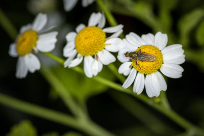 Close-up of insect on white flower