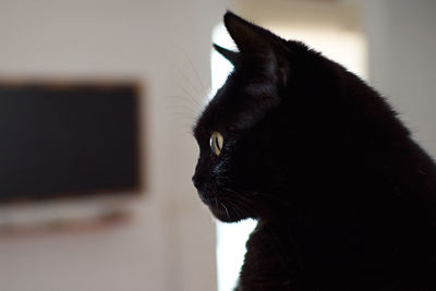 Close-up of cat looking away at home