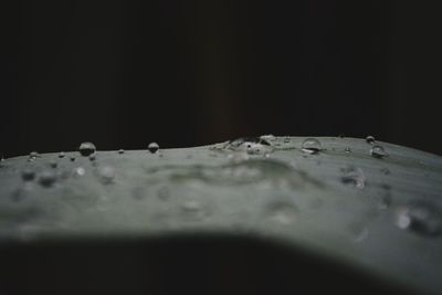 Close-up of raindrops on black background