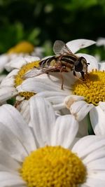 Close-up of insect on yellow flower