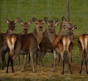 Portrait of deer