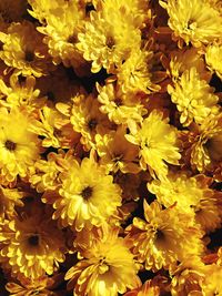 Full frame shot of yellow flowers