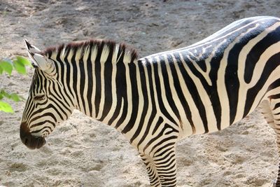 Close-up of zebra in zoo