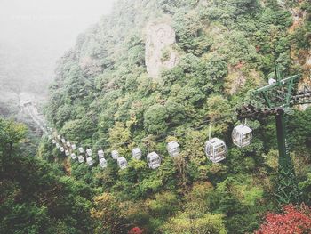 Plants growing on tree