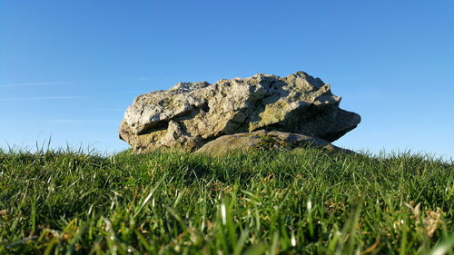 Low angle view of lizard on field against clear blue sky