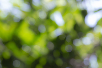 Defocused image of tree against blurred background