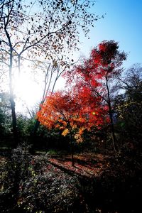 Trees against sky during sunset