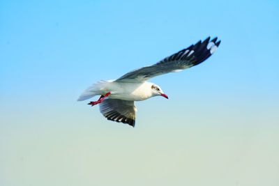 Low angle view of seagull flying